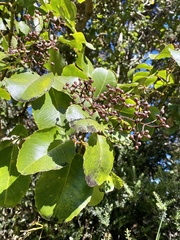 Cheirodendron trigynum