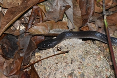 Stegonotus australis