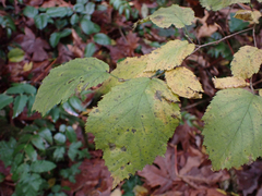 Corylus
