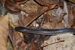 Stegonotus australis