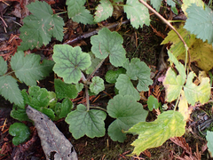 Tellima grandiflora