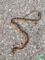 Pantherophis emoryi