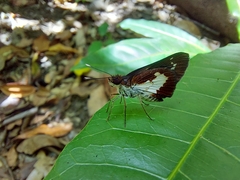 Sabera caesina