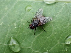 Muscina stabulans