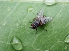Muscina stabulans
