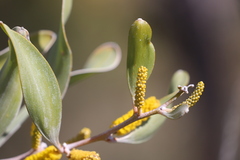 Acacia laccata
