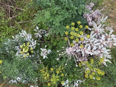 Eriogonum grande timorum