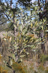 Acacia laccata