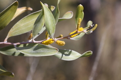 Acacia laccata