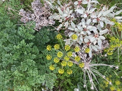 Lomatium insulare
