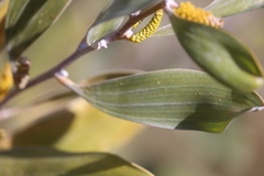 Acacia laccata
