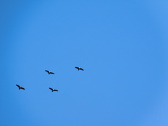 Theristicus melanopis