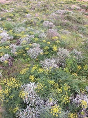 Lomatium insulare
