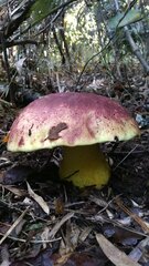 Butyriboletus loyo