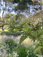 Rubus hawaiensis