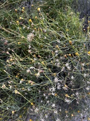 Porophyllum scoparium