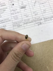 Zygogramma heterothecae