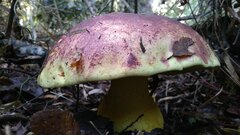 Butyriboletus loyo