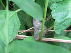 Zanclognatha pedipilalis