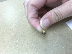 Zygogramma heterothecae