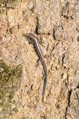 Cryptoblepharus