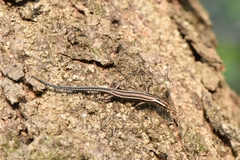 Cryptoblepharus