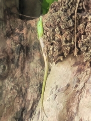 Lamprolepis smaragdina