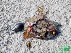 Kinosternon herrerai