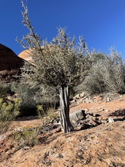 Cercocarpus ledifolius