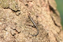 Cryptoblepharus
