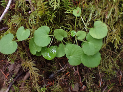 Viola sempervirens
