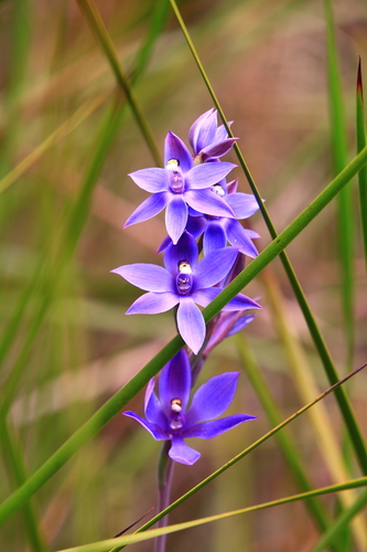 Image of Thelymitra paludosa by (c) Hugo Innes, some rights reserved (CC BY)