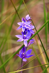 Thelymitra paludosa