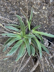 Plantago