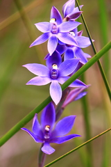 Thelymitra paludosa