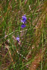 Thelymitra paludosa
