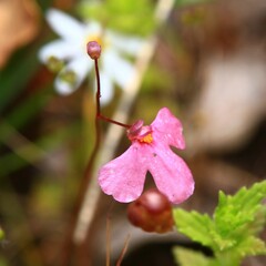 Utricularia multifida