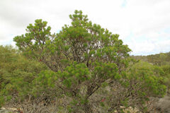 Melaleuca quadrifida