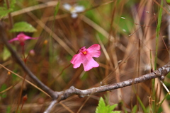 Utricularia multifida