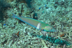 Hologymnosus doliatus