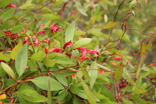 Marianthus erubescens (Marianthus erubescens)
