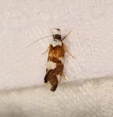 Eulechria thermochroa