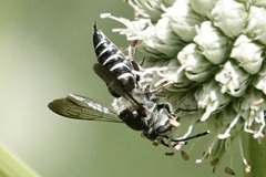 Coelioxys sayi