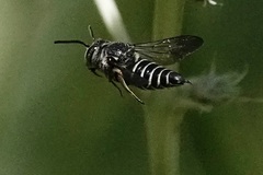 Coelioxys sayi