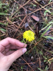 Polygala rugelii