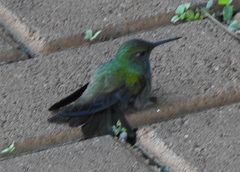 Chrysuronia versicolor