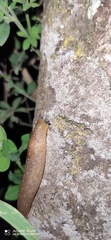 Limacus
