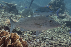Lethrinus olivaceus