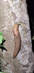 Limacus