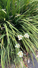 Dietes bicolor